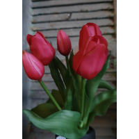 Countryfield tulpen fuchia