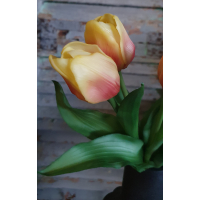 Countryfield tulpen geel/oranje