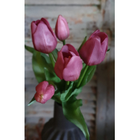 Countryfield tulpen paars