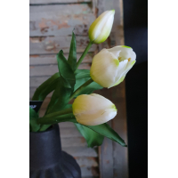 Countryfield tulpen wit