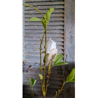 Magnolia tak, kunstbloemen, wit