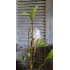 Magnolia tak, kunstbloemen, wit