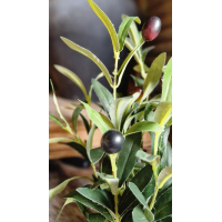 Olijfplantje in potje