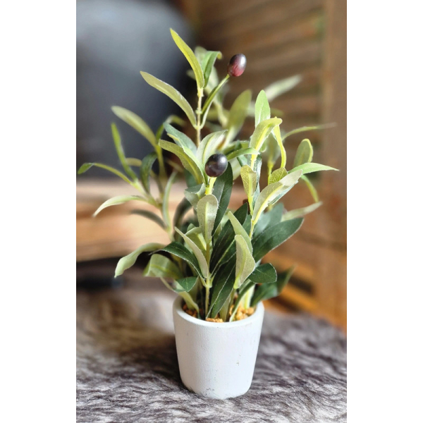 Olijfplantje in potje