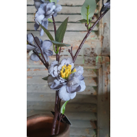 Tak blauw/paarse bloemen