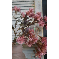 Tak Centaurea pink M