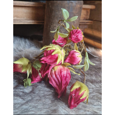 Hibiscus takken