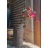 Hibiscus takken