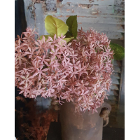Tak hortensia pink