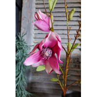 Tak magnolia roze