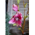 Tak magnolia roze