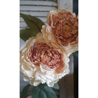 Tak peony rozen