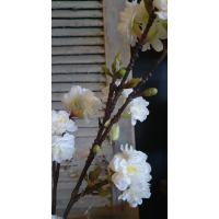 Tak Prunus Limoges 