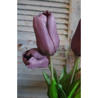 Bos lange tulpen paars