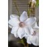 Magnolia tak, kunstbloemen, wit