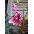 Tak magnolia roze